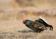 Birkhahnbalz - Black Grouse Courtship